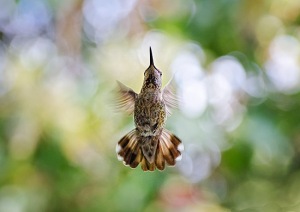 My hummingbird got 2nd place at IGPOTY 2013 (Wildlife category)