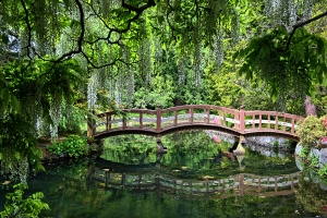Bridge in Japanese Garden seen through wisteria.